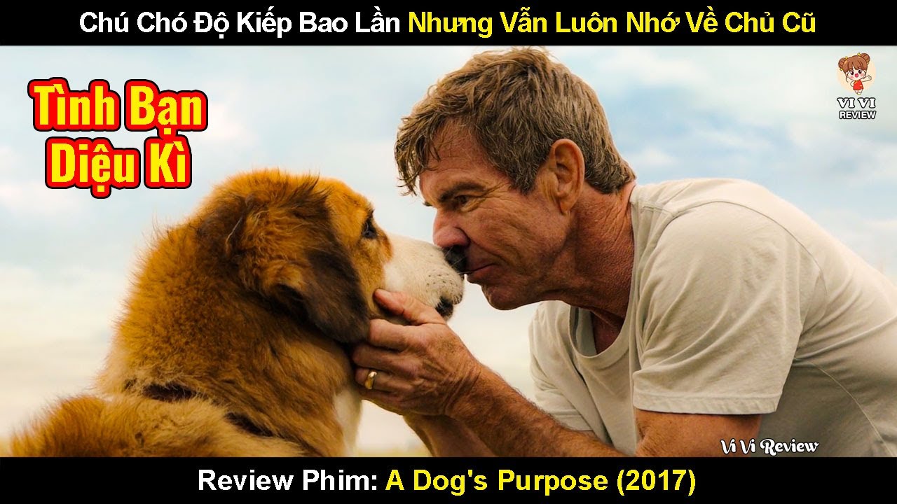 Chú Chó Độ Kiếp Bao Lần Nhưng Vẫn Luôn Nhớ Về Chủ Cũ | Review Phim Mục Đích Sống Của Một Chú Chó