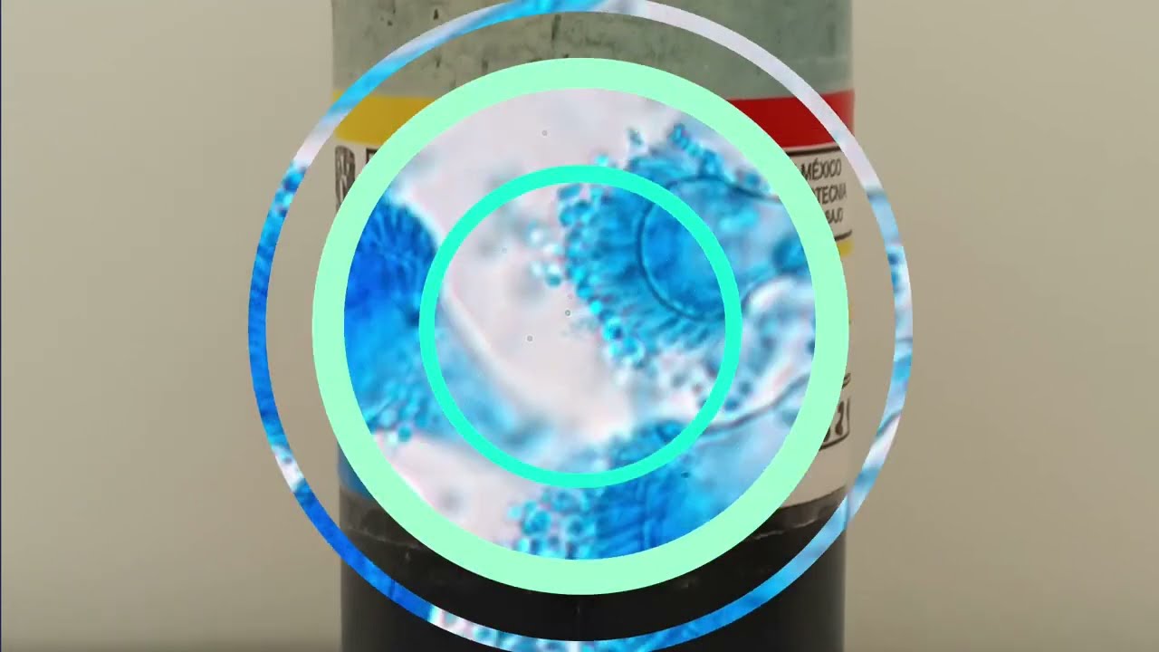 Técnica de Tinción con Azul de Lactofenol en Diagnóstico Micológico