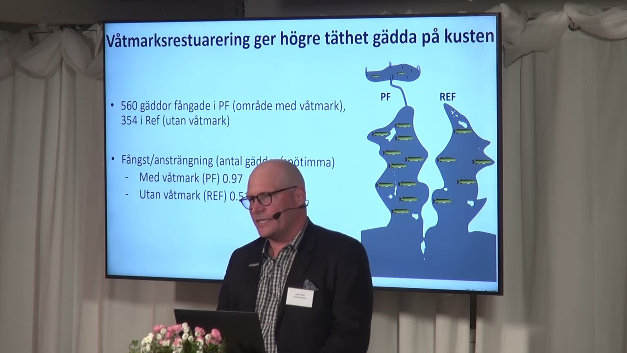 Våtmarksrestaurering   en lösning för att gynna rovfisken på kusten  Petter Tibblin, docent, Lin