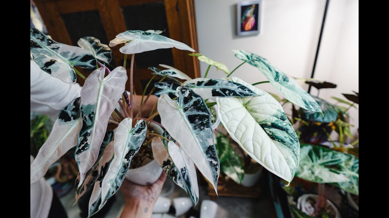 Variegated Bambino & Variegated Dragon Scale Care.  Easy Alocasia Growing. With Alocasia_Bridget
