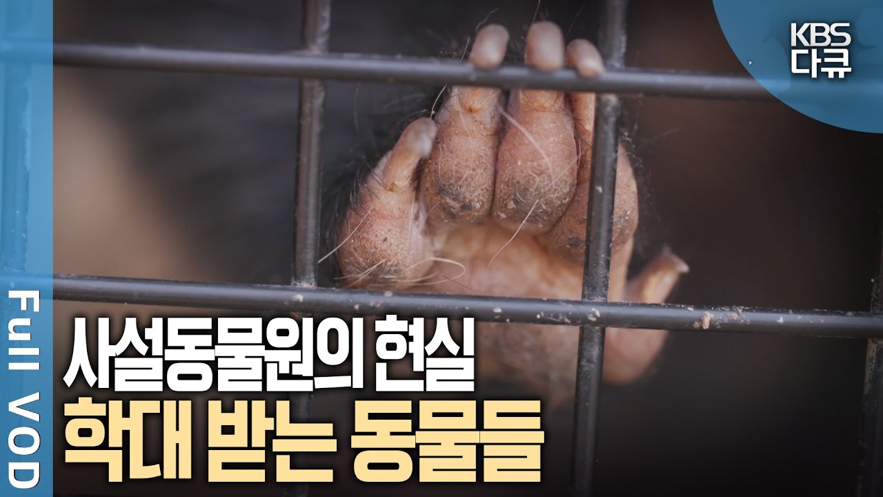 문을 닫는 사설동물원, 방치되는 동물들은 어디로 가야하나? | 길 잃은 야생동물, 콘크리트 사파리 - 2부 야생동물 엑소더스 | KBS 20250119 방송