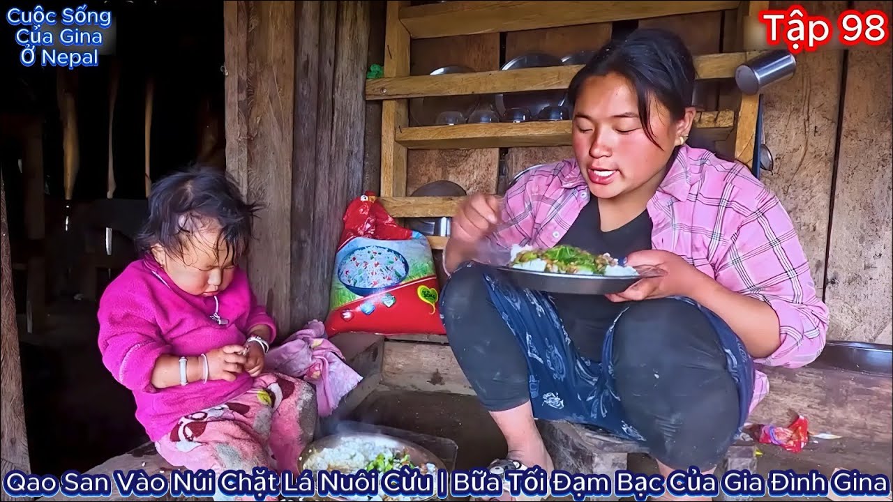 GINA Tập 98 - Qao San Vào Núi Chặt Lá Nuôi Cừu | Bữa Tối Đạm Bạc Của Gia Đình Gina