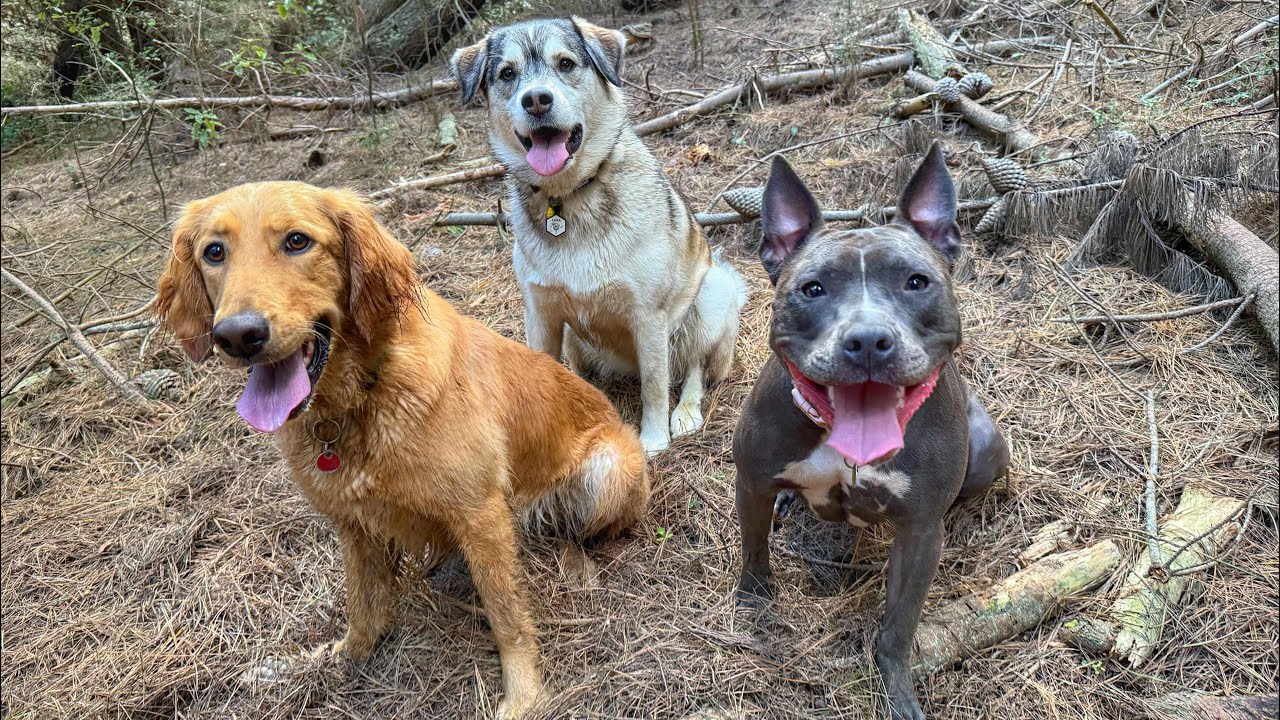 You’re all good pups🐾🐾