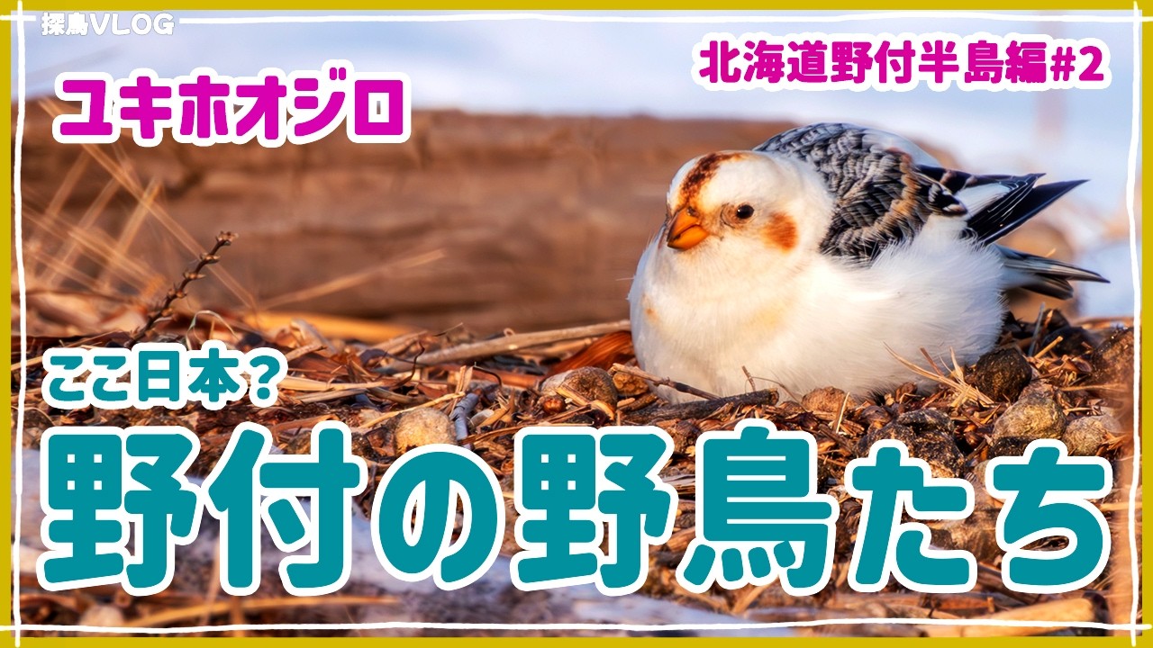 【神回】野付半島でユキホオジロを見つけたー！《野鳥撮影vlog》｜ユキホオジロ、ハギマシコ、オジロワシ、シノリガモ、コクガン