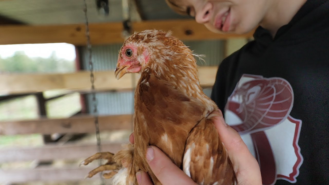 🚨 I Love This Thing! | It's Also Graduation Day For The New Hens  👉🐣 🐤 🐔