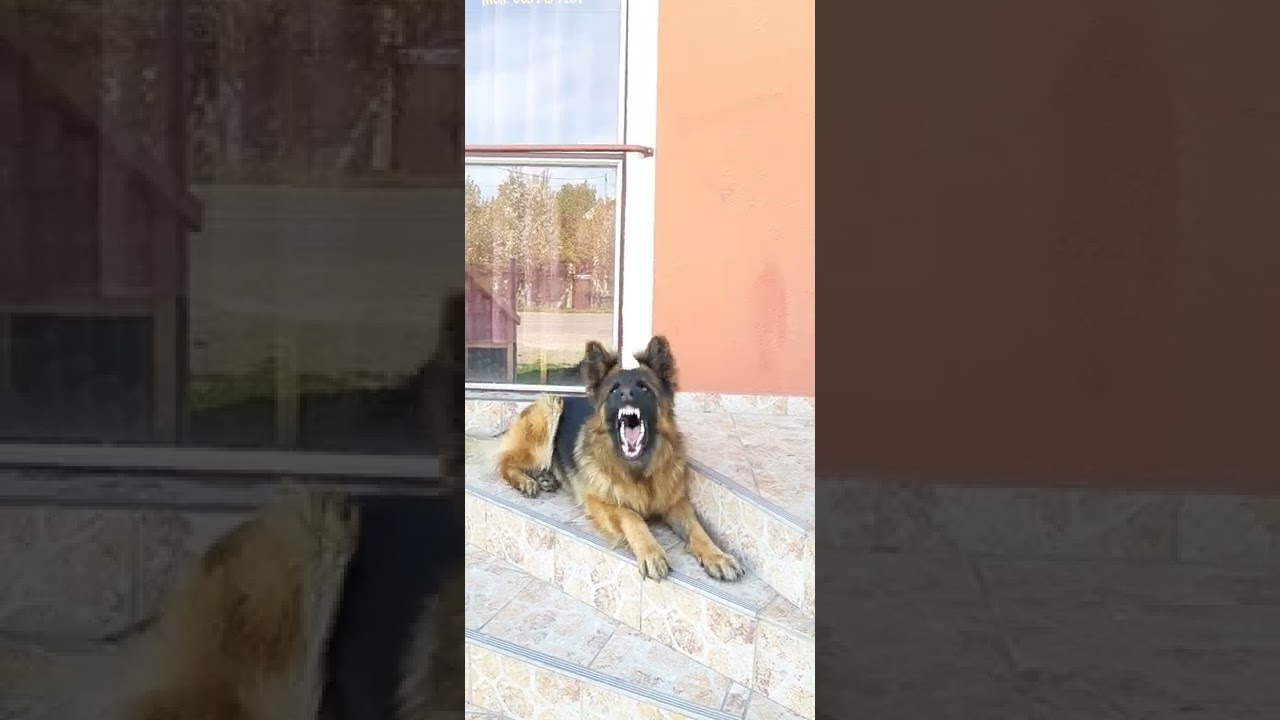 Nela barks, guarding the entrance. Нела лаје, чува улаз
