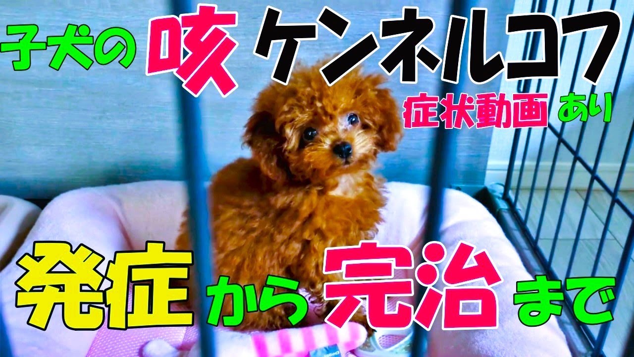 子犬の咳ケンネルコフ、発症から完治までの4週間。軽い症状でも動物病院にいってよかった。 #子犬 #dog #dogs #トイプードル