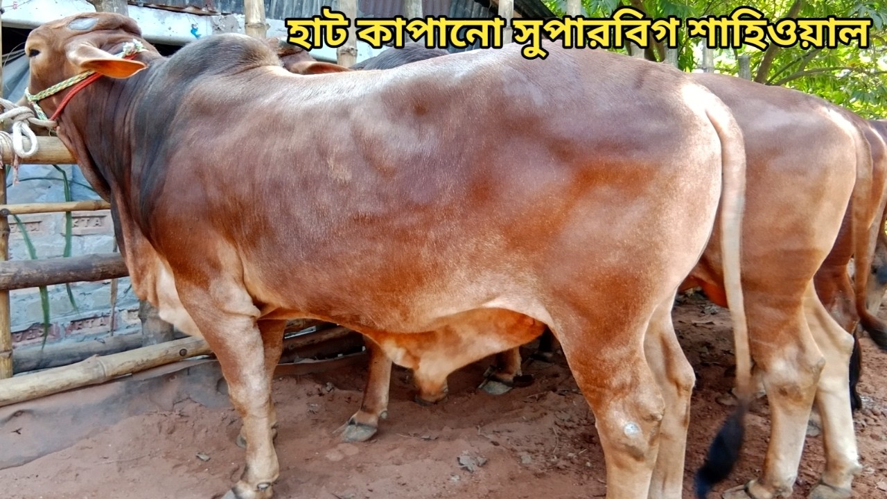 মাত্র ১১১ হাজার টাকা লটে সস্তা দামে গরীবের প্যাকেজ কিনুন ইন্নাল এগ্রো ফার্ম থেকে ।। ০৫/০২/২০২৬
