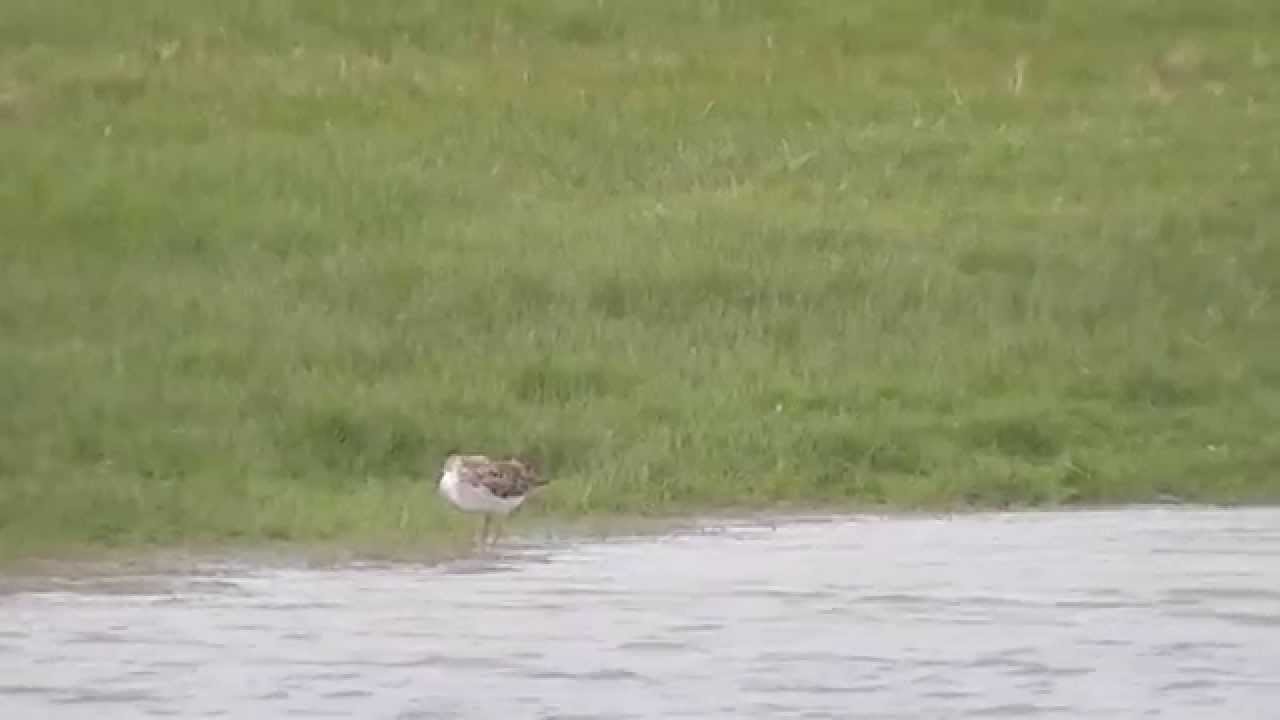 kemphaantje aan Wagejot op Texel