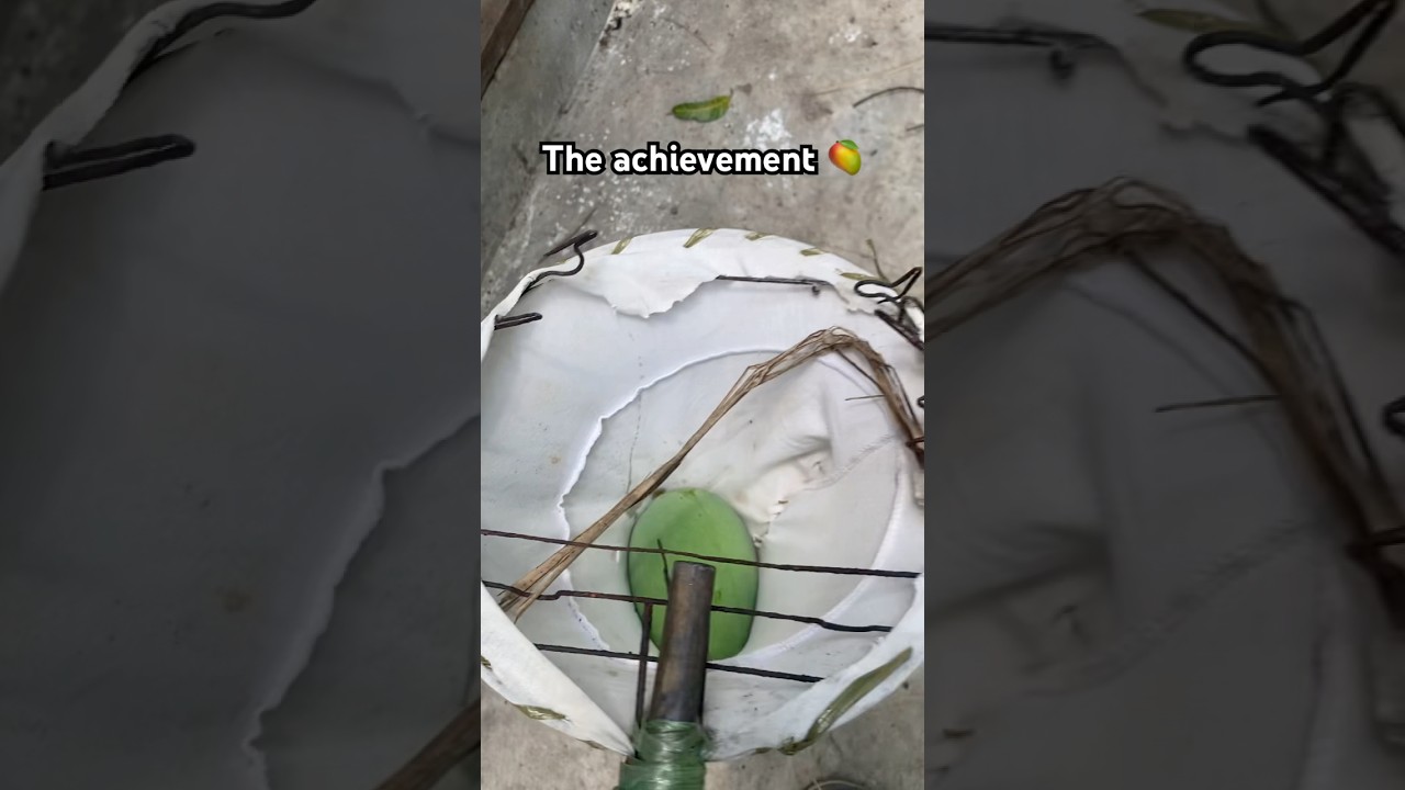 How to get the Mangoes 🥭 in South East Asia! 🤭 