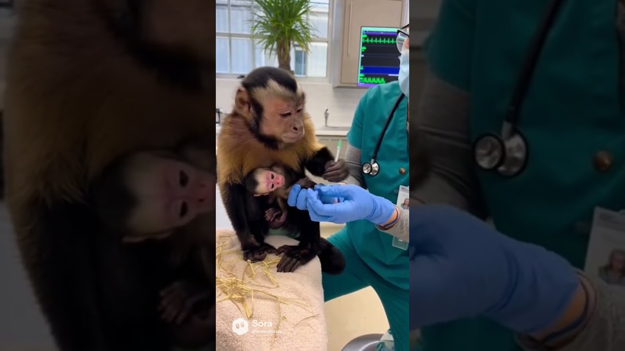 Protective Mom! Watch This Monkey Mother Comfort Her Baby During a Vet Injection 