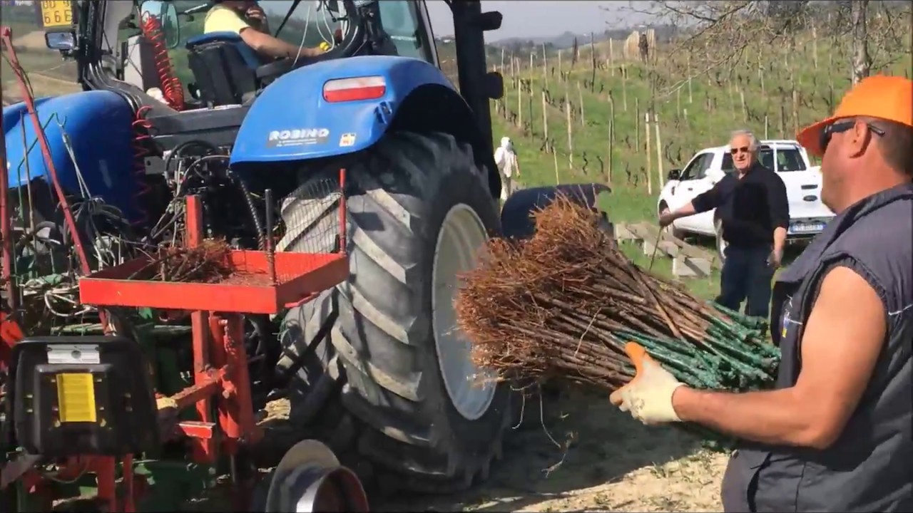 Plantation of a new vineyard with GPS vine stock transplanter