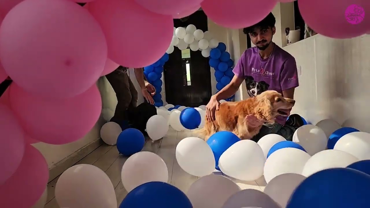 Brookie, Bruno, Poppy & Rio’s Party Time
