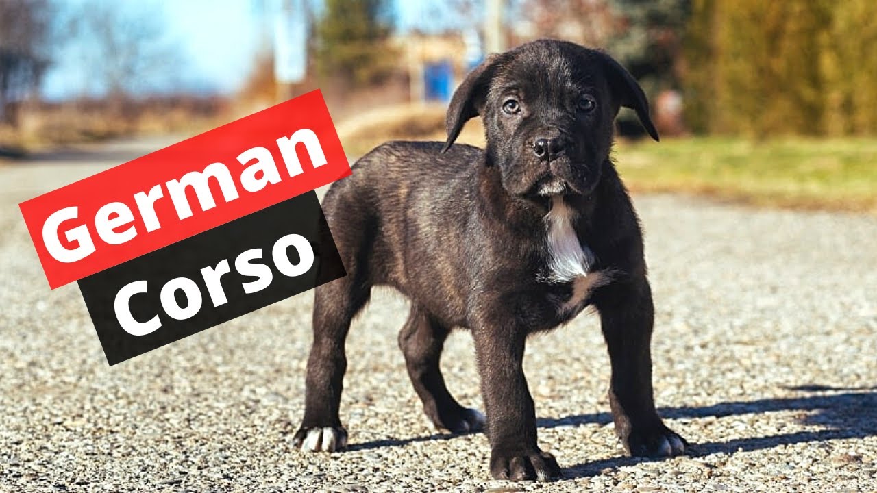 Who's a German Corso? Mix Breed of Cane Corso and German Shepherd