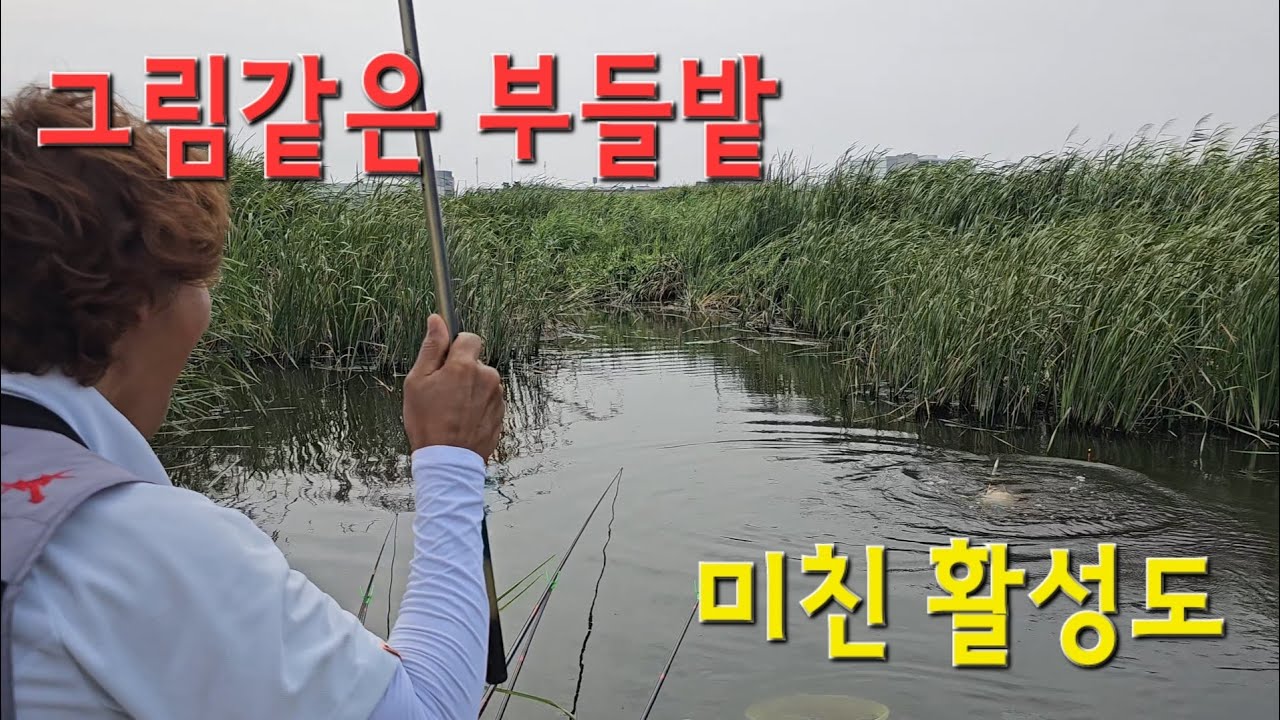 초대박 환상적인 부들밭!! 미친 더위속에 폭풍 입질!!