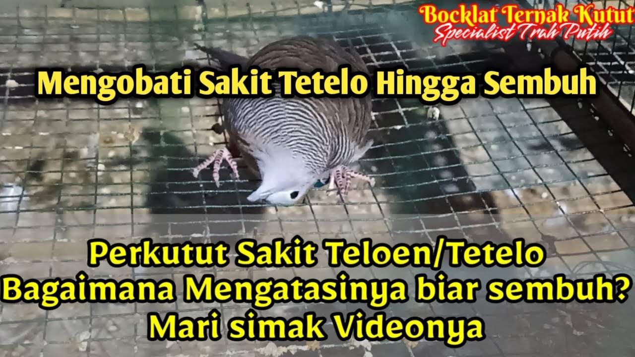 Mengobati Penyakit Tetelo pada Perkutut