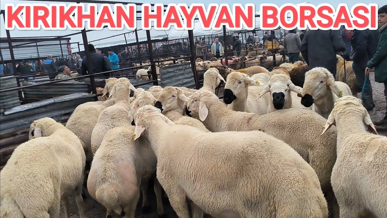 ~~~10 OCAK 2024~~~ HATAY KIRIKHAN CANLI HAYVAN PAZARI İYİ SEYİRLER.