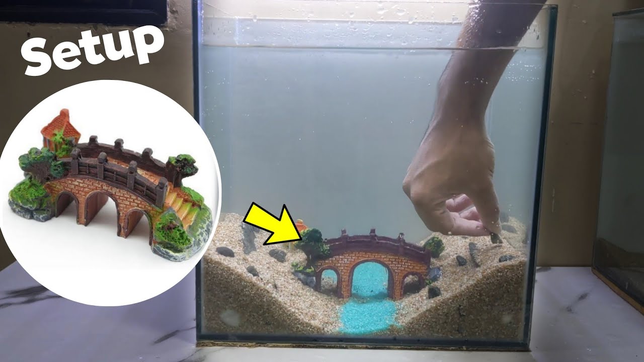 Betta Fish Tank Setup | Aquarium Decoration Ideas (Easy!)