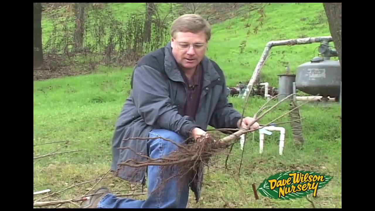 A Word About Rootstocks