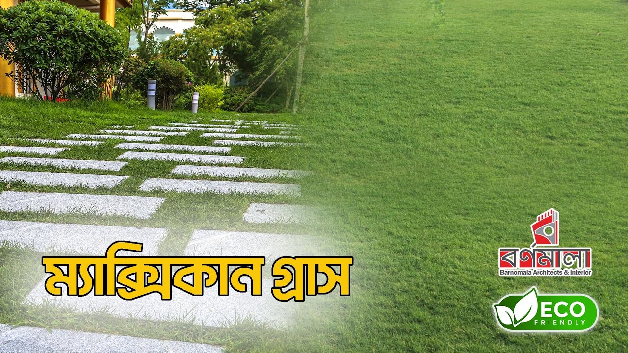 Lawn carpet grass Bangladesh II লন কার্পেট ঘাস।। Landscaping with Grasses