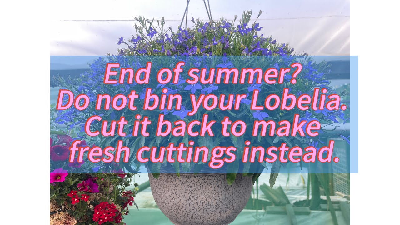 Don’t throw your Lobelia hanging baskets away. Do this instead! 