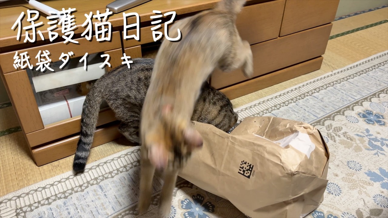 紙ブクロ大好き #cat #子ネコ #ネコ #好きな子猫 #ねこ #保護猫 #猫好きさんと繋がりたい