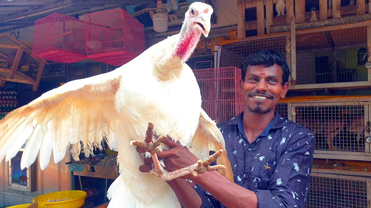 வான்கோழி தேன் பிரட்டல் | VAAN KOZHI THEEN PIRATAL | TURKEY CHICKEN HONEY GRAVY