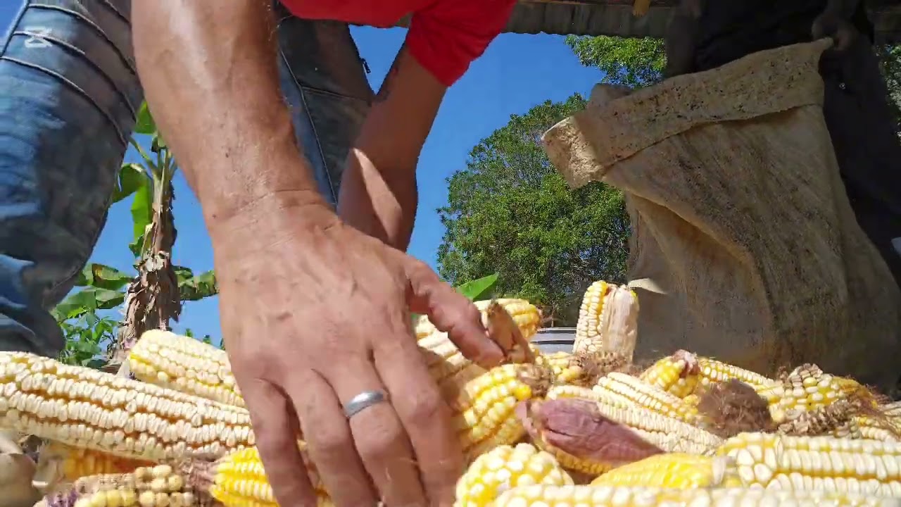 DESCOSECHANDO MAIZ EN EL CAMPO DE RD #descosechandomaiz #campo #rd #dr #corn