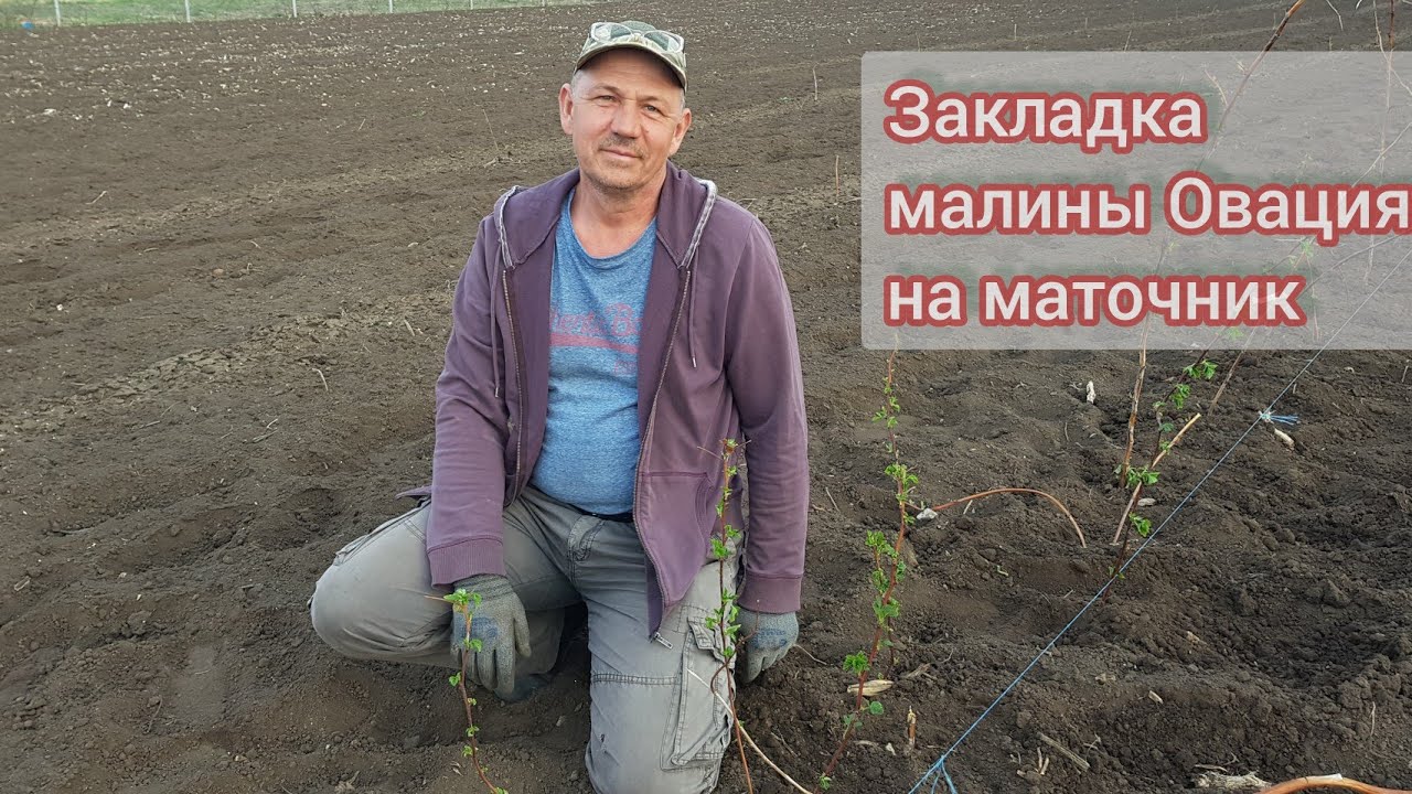 Закладка маточного ряда рем. малины Овация