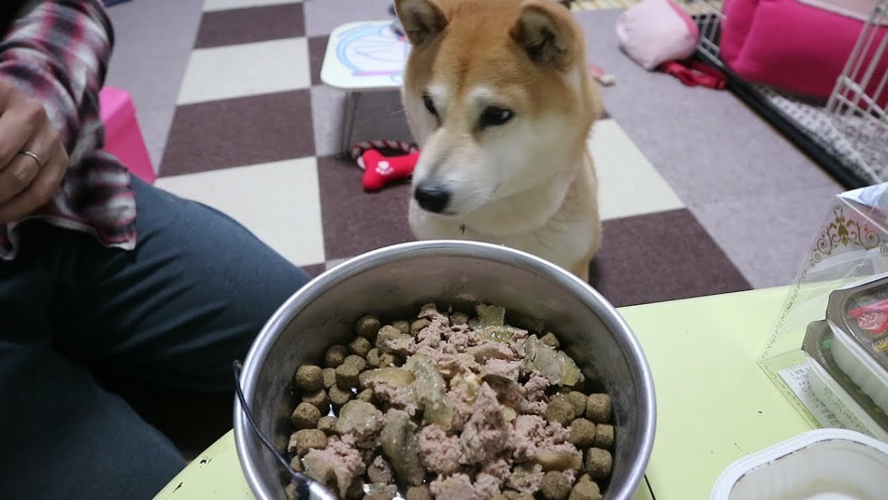 柴犬小春　早朝、愛犬にたたき起こされた飼い主のリアル