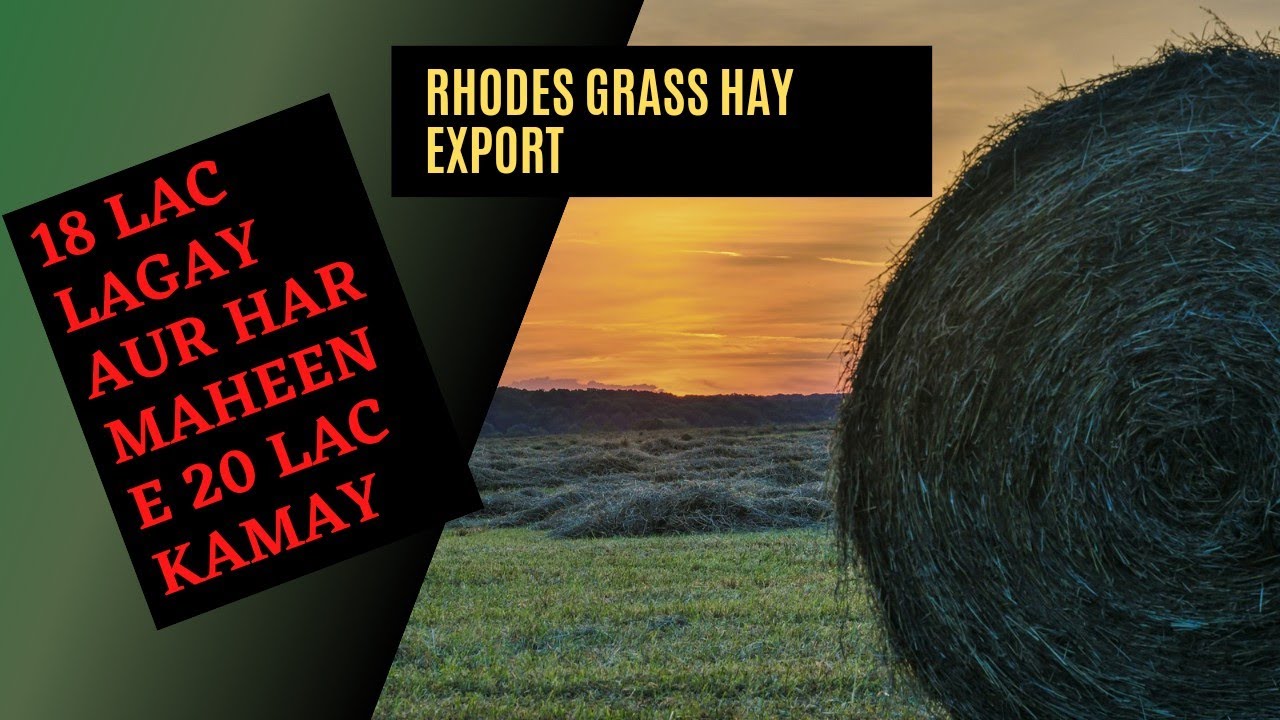 Rhodes Grass Export From Pakistan #Rhodesgrass #grasses #export
