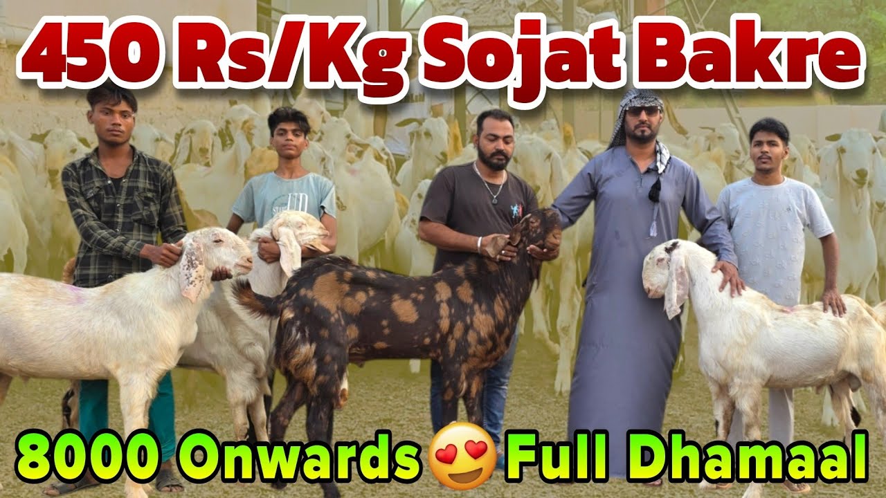 Qurbani ke Sabse Saste Bakre | Sojat Sirohi Goats at 450 Rs/Kg | 8000 Se Start 🔥 Shafi Goat Farm