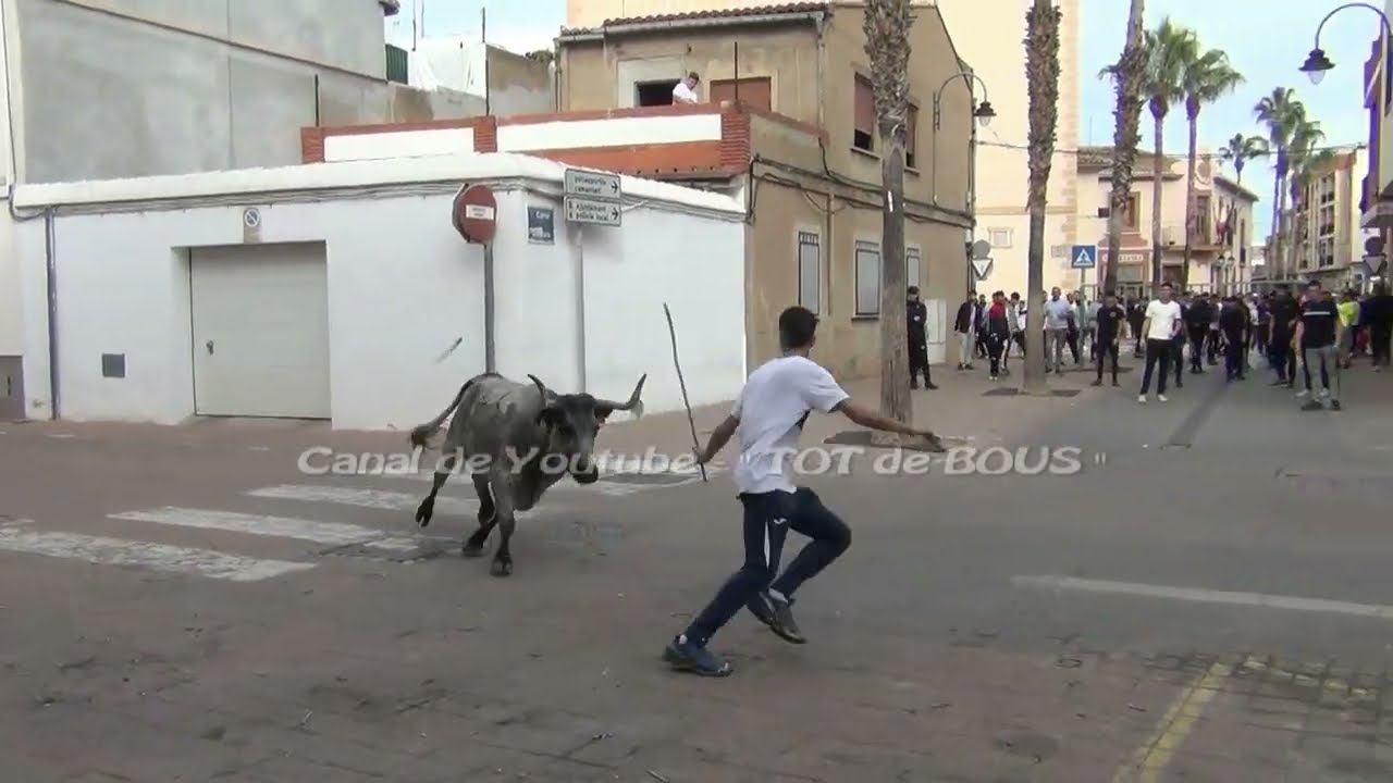 15/11/2025 - MUSEROS PENYA TAURINA -  MATINAL DE BENAVENT CON UNA MUY BUENA ACTUACIÓN DE PELEONA 66