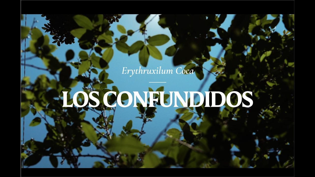 Erythroxylum Coca. The Confused: Documentary.
