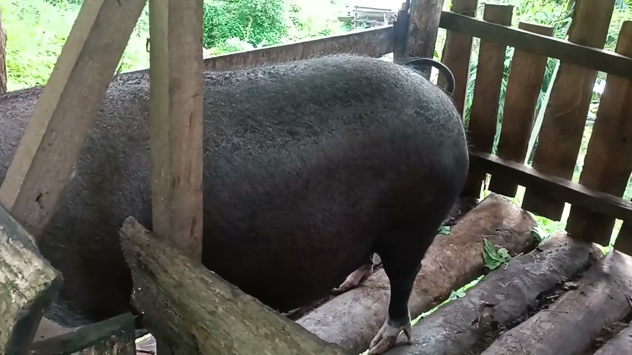 Vawkchaw chhum ni