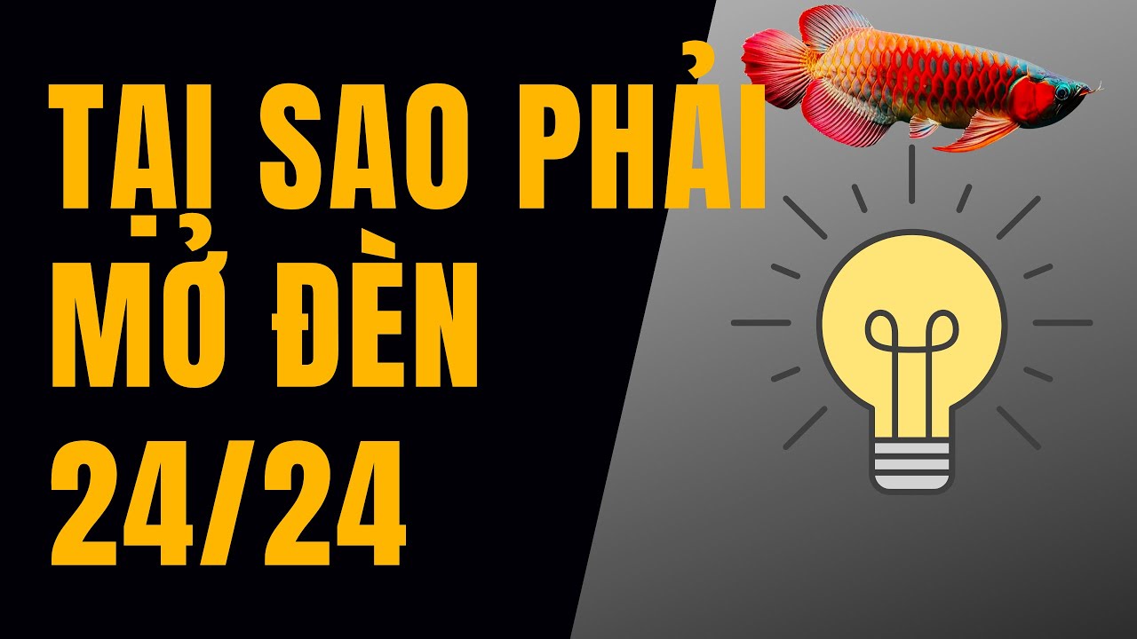 Kinh nghiệm nu&ocirc;i c&aacute; rồng : tại sao phải mở đ&egrave;n 24/24