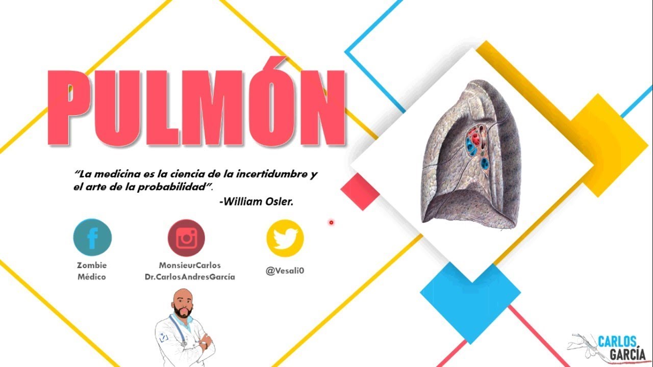 Anatomía - Pulmón (Segmentación, Caras, Vértice, Vasos y Nervios)
