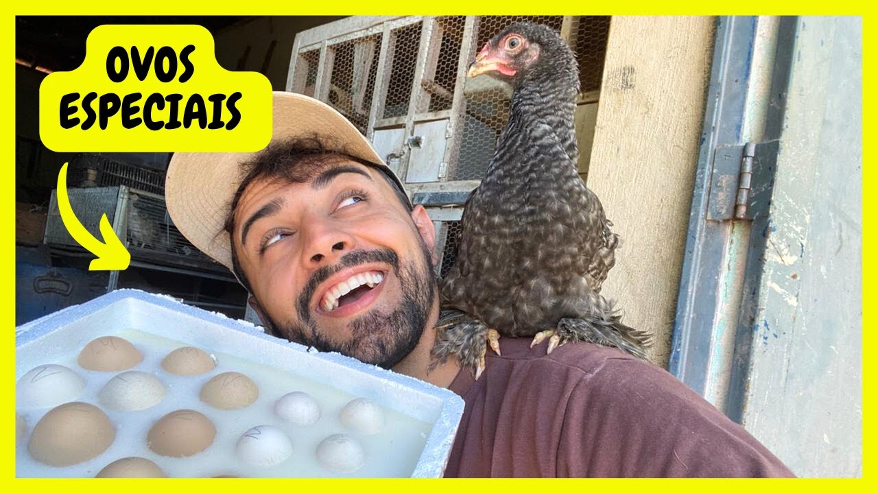 Chegou Muitos Ovos de Galinhas Ornamentais | Gutejando
