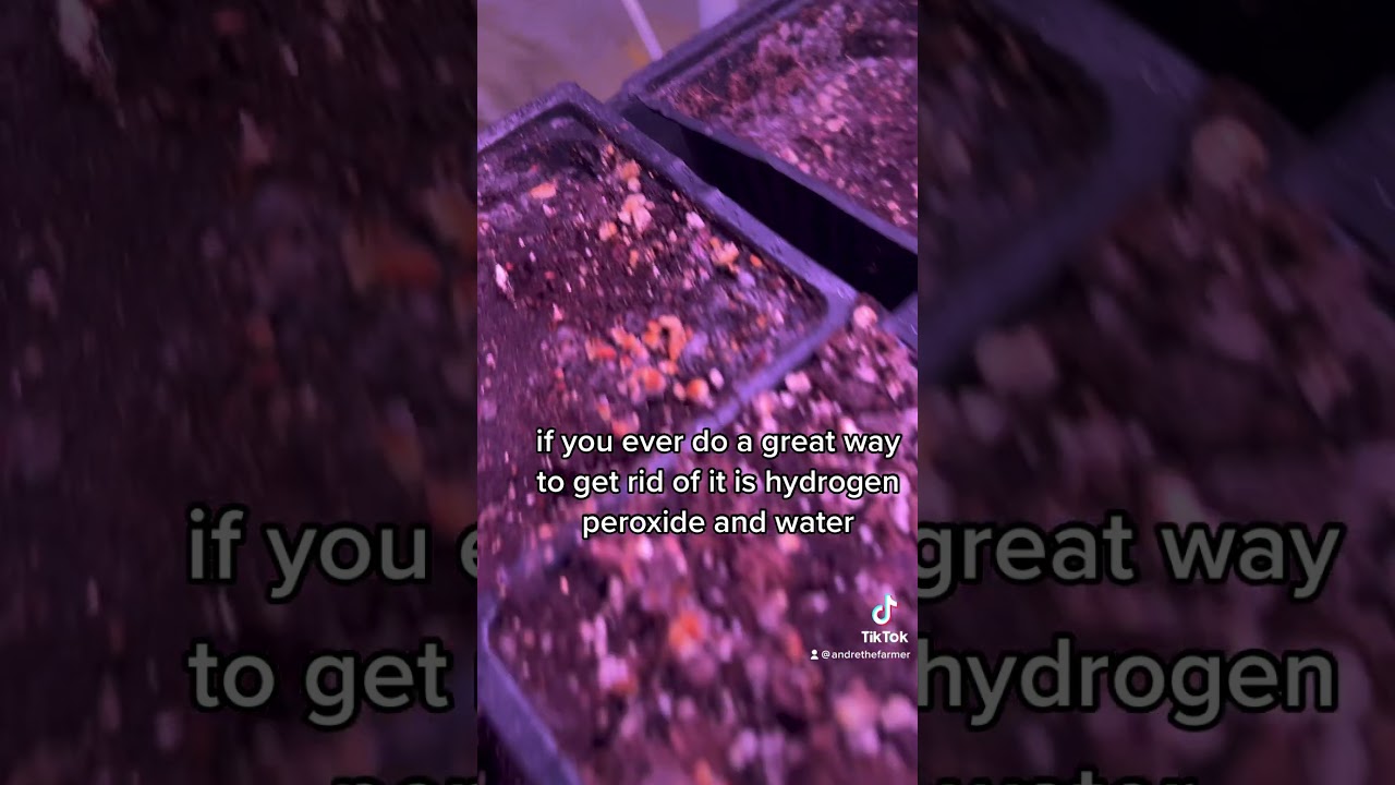 How to cure moldy soil