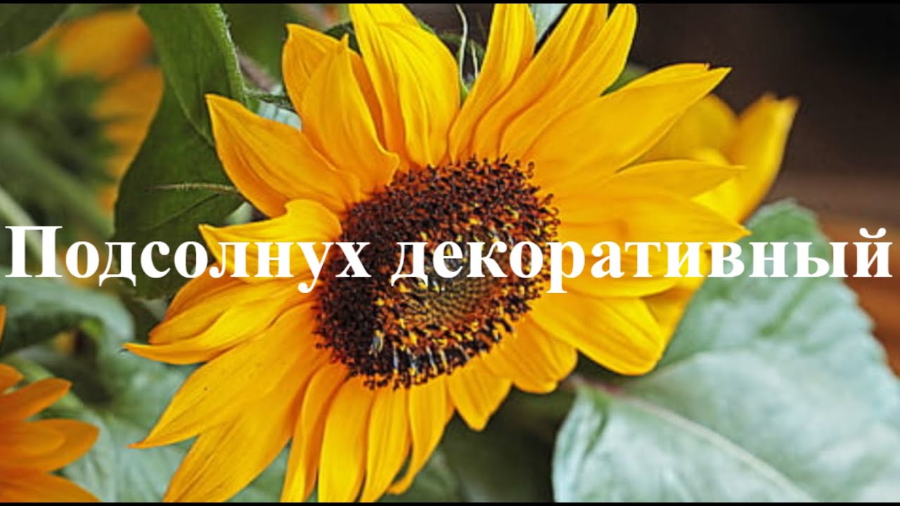 Высаживаем подсолнух декоративный в открытый грунт.