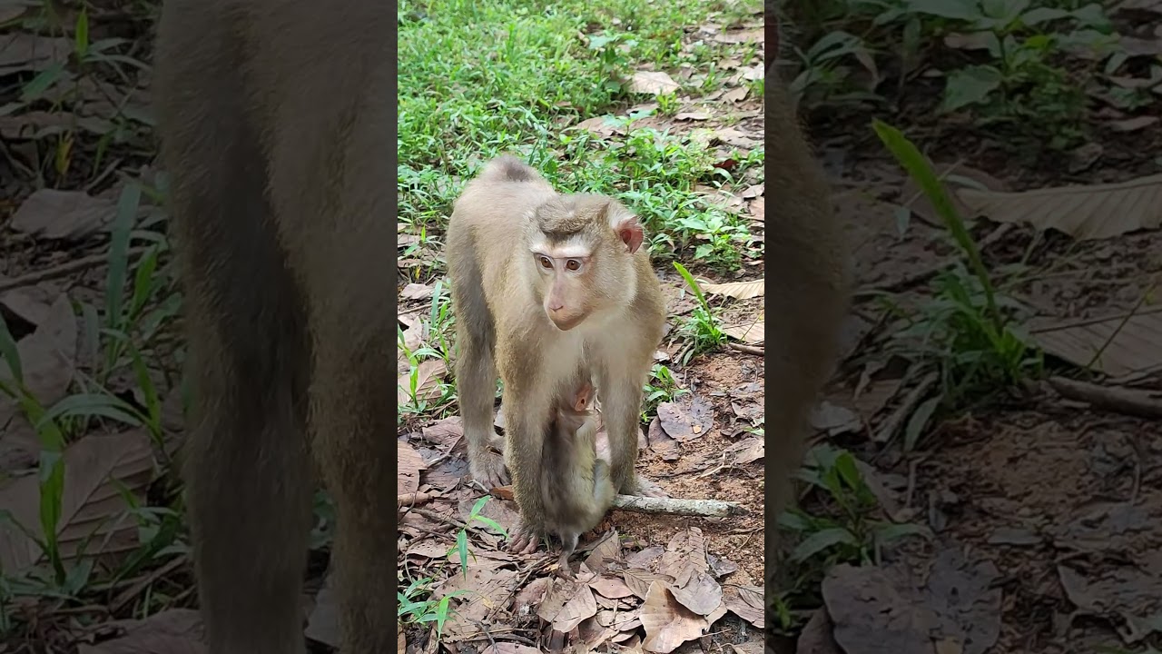 Adprable🌹🐒za1 #monkeys #viral #animals #shortsvideo #monkey #dog #shorts #cat