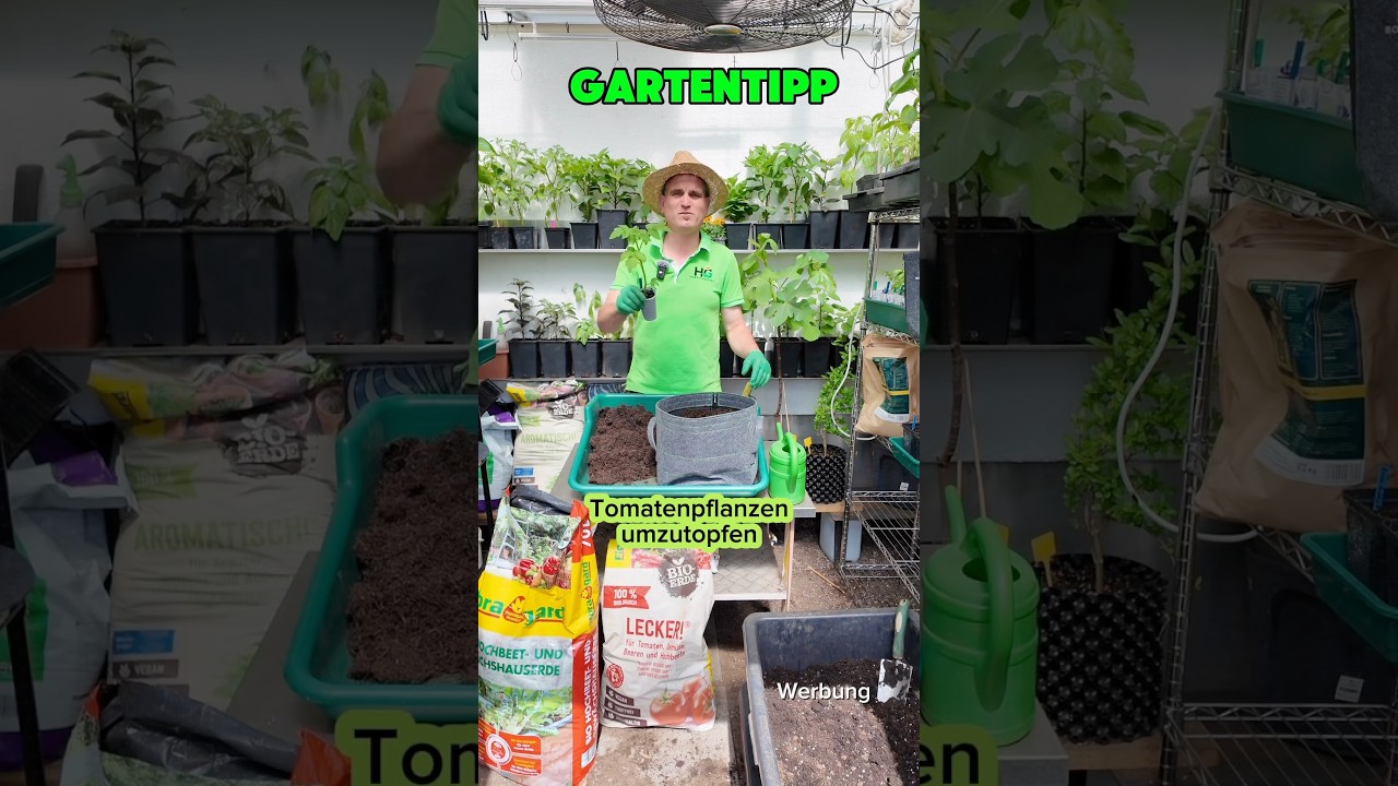 Tomatenpflanzen in einen 20 Liter Stofftopf mit Mykoriza umtopfen.#info #garten #gardening