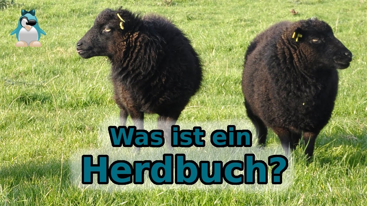 Was ist ein Herdbuch? am Beispiel Ouessant