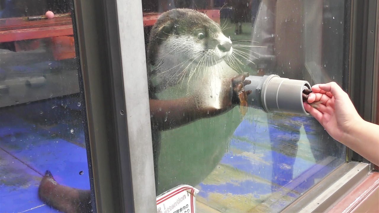 African clawless otter,ISE Sea Paradise,ツメナシカワウソ,伊勢シーパラダイス,Japan