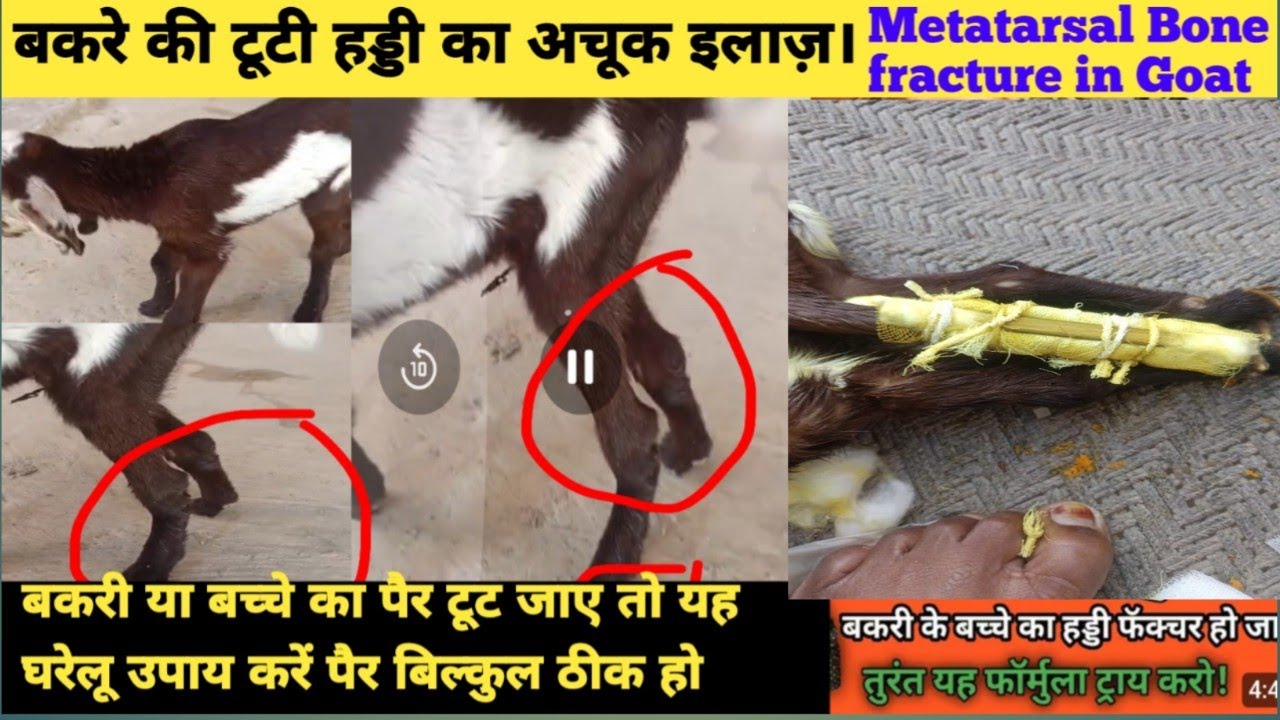 बकरी बकरे या बच्चे का टूट जाए देशी घरेलू उपचार || Goats with Prosthetic Legs || Goat Farming 