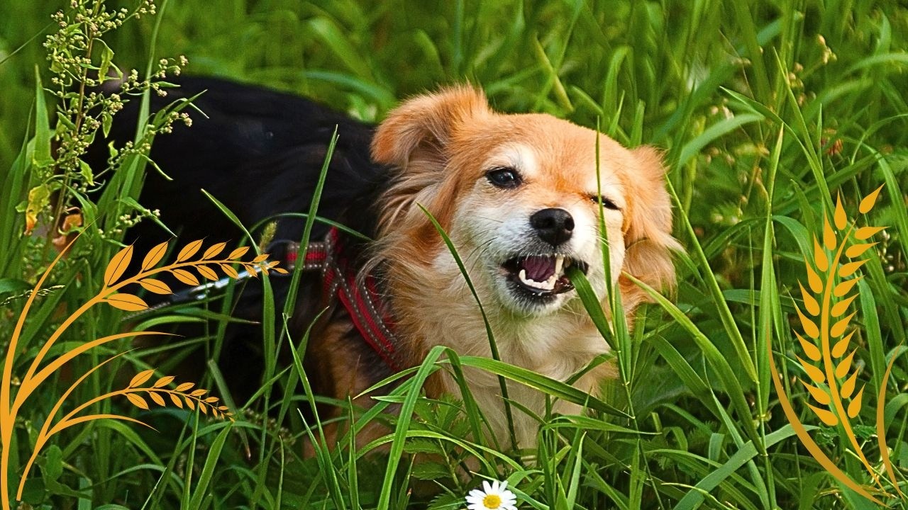 ALGO TÃO COMUM MAS ASSUSTA TANTOS DONOS DE CÃES