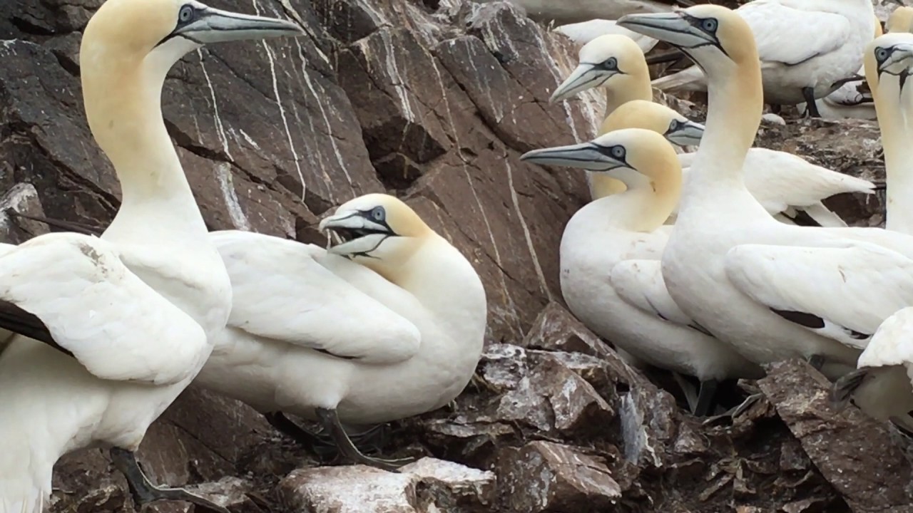 Photographing the Gannets of Bass Rock