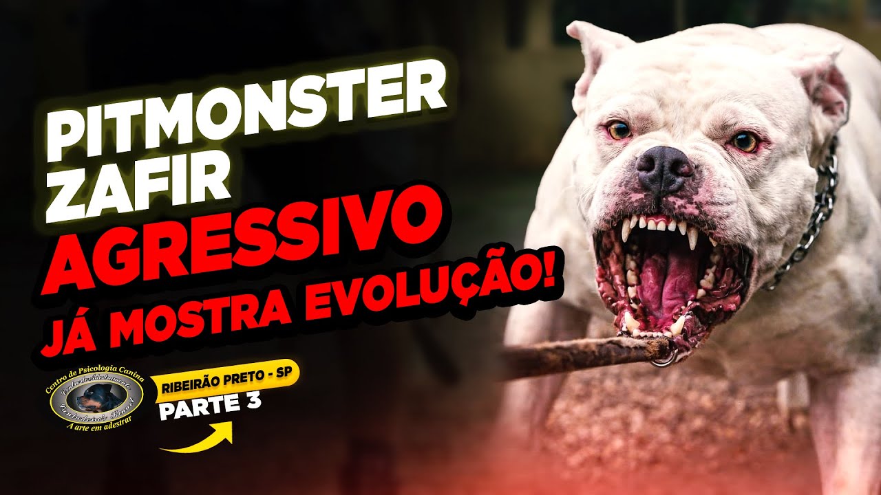 PITBULL MONSTER AGRESSIVO — ZAFIR — 50KG FORA DE CONTROLE É CAOS ANUNCIADO