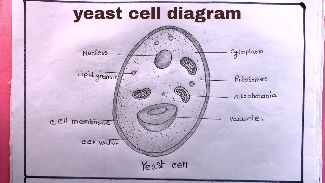 How To Draw yeast cell/Drawing Yeast Cell Diagram