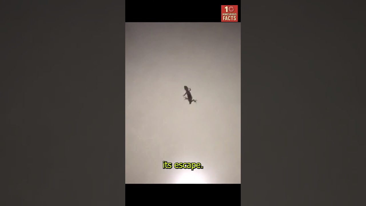 Why Lizards Drop Their Tails 🦎😱